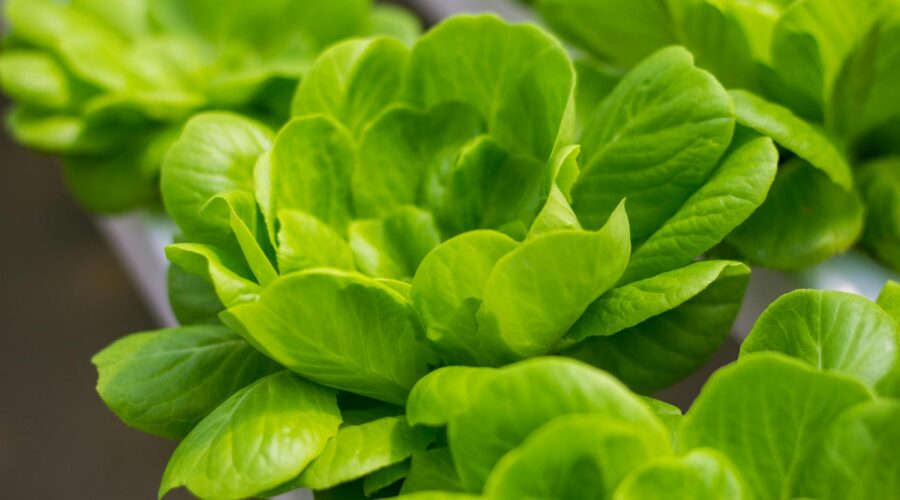 Growing Leafy Greens at Home with Hydroponics: A Beginner-Friendly Guide