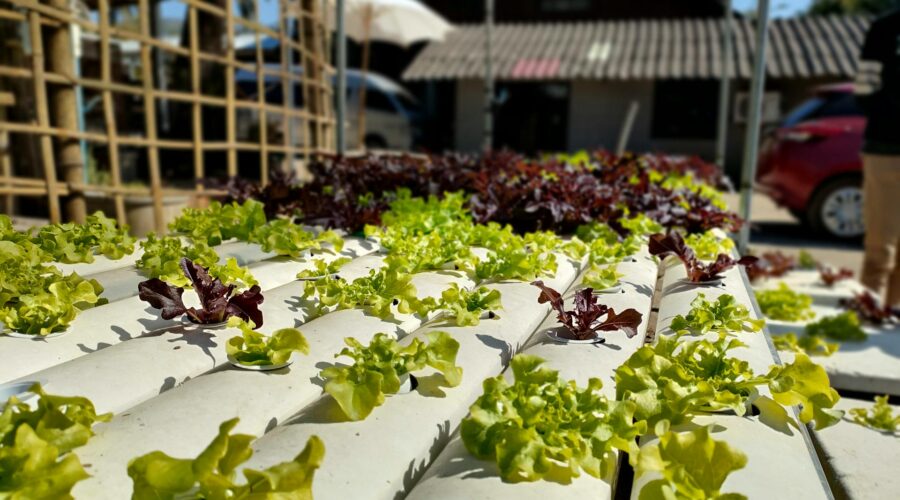 Home Hydroponics Made Simple: How to Grow Fresh Food at Home, Step by Step