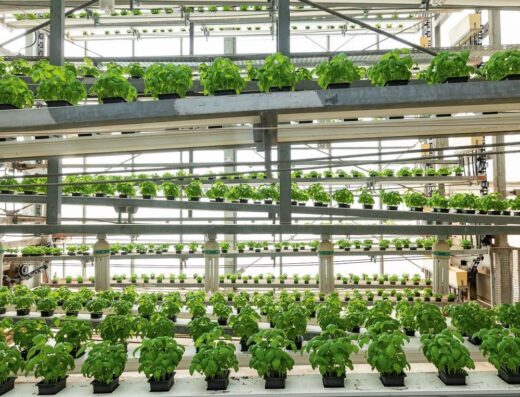 Emirates Hydroponics Farms