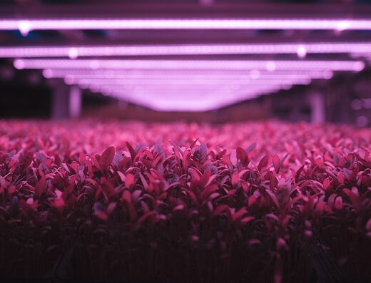 Badia Farms